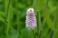 /album/fotogalerij/heemtuin07-05-14-076-jpg/